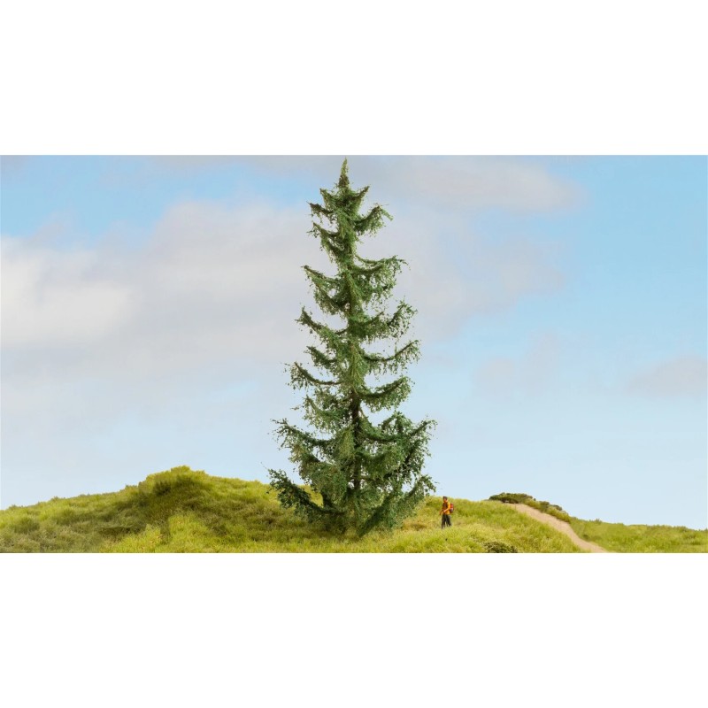 Noch 20191 Spruce Tree